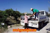 Tuncer Kaplan: “İhtiyaç sahibi ailelerin meyveleri ve sebzeleri Belediye örnek bahçesinden”