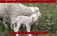 Beypazarı’nda Sürü Sahipleri Çoban bulamamaktan şikâyetçi.