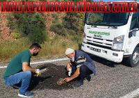 Nallıhan Belediye personelinden yaralı Kaplumboğa duyarlılığı: