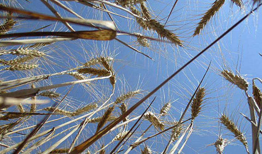  Mustafa Ateş: “Ankara Büyükşehir Belediyesi buğday ve arpa tohumluğu ihtiyacı için başvuruları açtı”